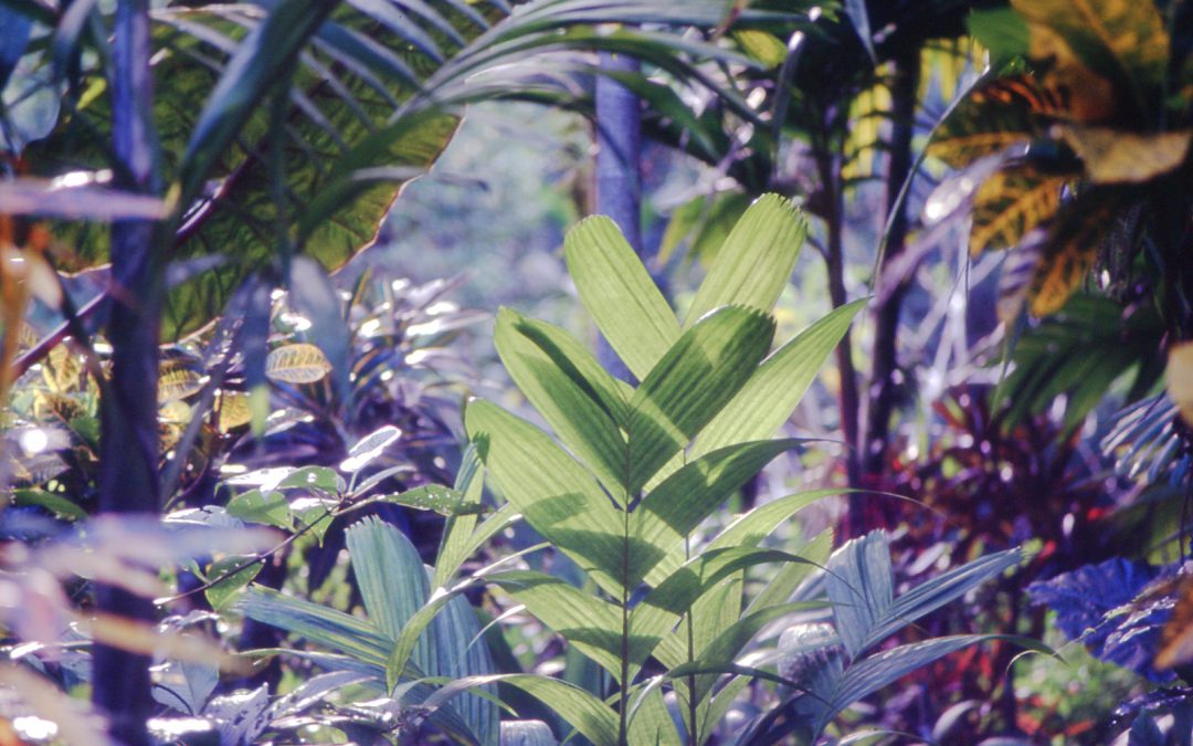 Stiller Winkel auf Jamaica