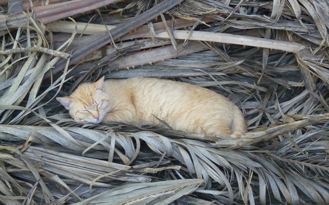 Warum mir Katzenfotos sowas von auf den Wecker gehen