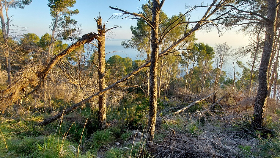 Neues Video: Drei Jahre nach dem Tornado – verwüsteter Wald bei Banyalbufar
